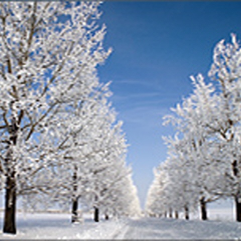 Weihnachtskarten "Winterharmonie"